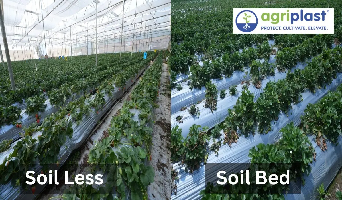 Side-by-side comparison of soilless trough system and soil bed strawberry farming &mdash; coco peat substrate on the left, raised soil bed on the right
